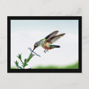 Tarjeta Hummingbird