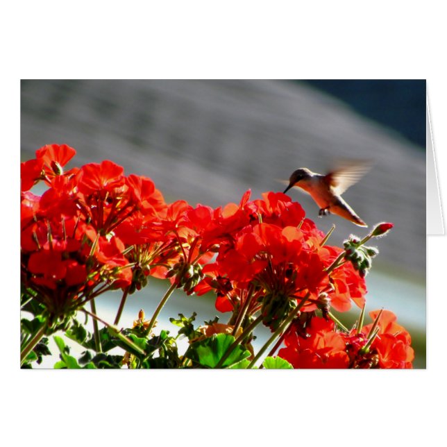 Tarjeta Hummingbird (Anverso (Horizontal))