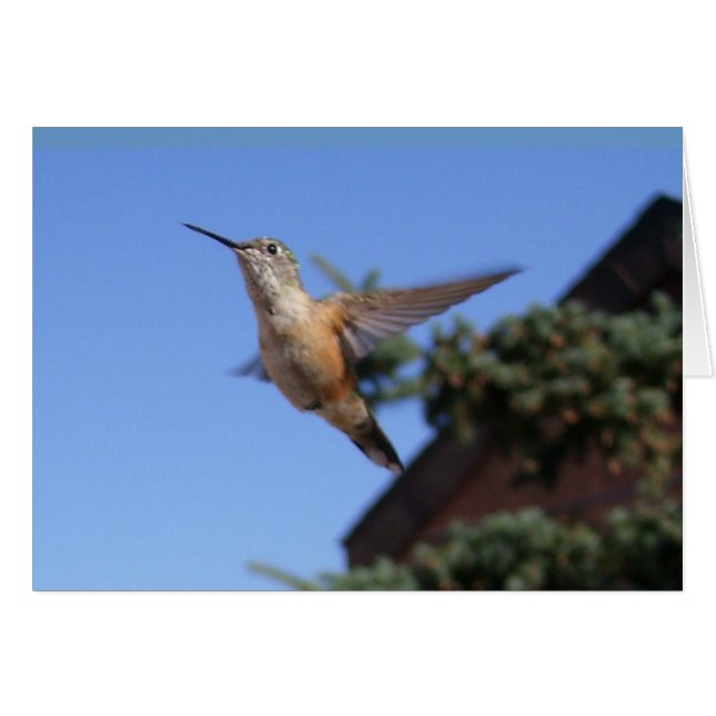 Tarjeta Hummingbird (Anverso (Horizontal))