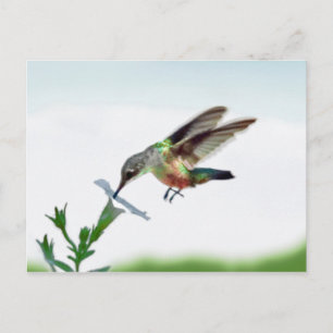 Tarjeta Hummingbird