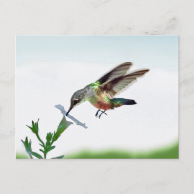 Tarjeta Hummingbird (Anverso)