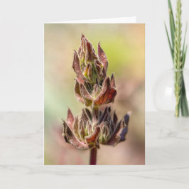 Tarjeta Hummingbird Sage