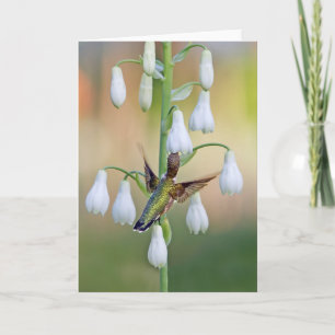 Tarjeta Hummingbird Y Summer Hyacinth