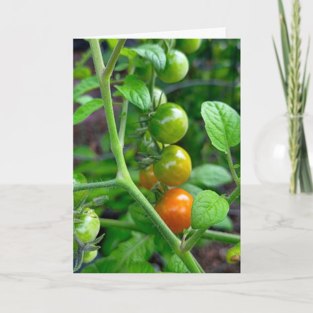 Tarjeta Humor de cumpleaños con tomates envejeciendo (Anverso)