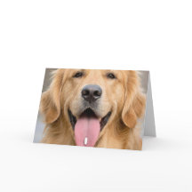 Humor de cumpleaños de golden retriever anciano
