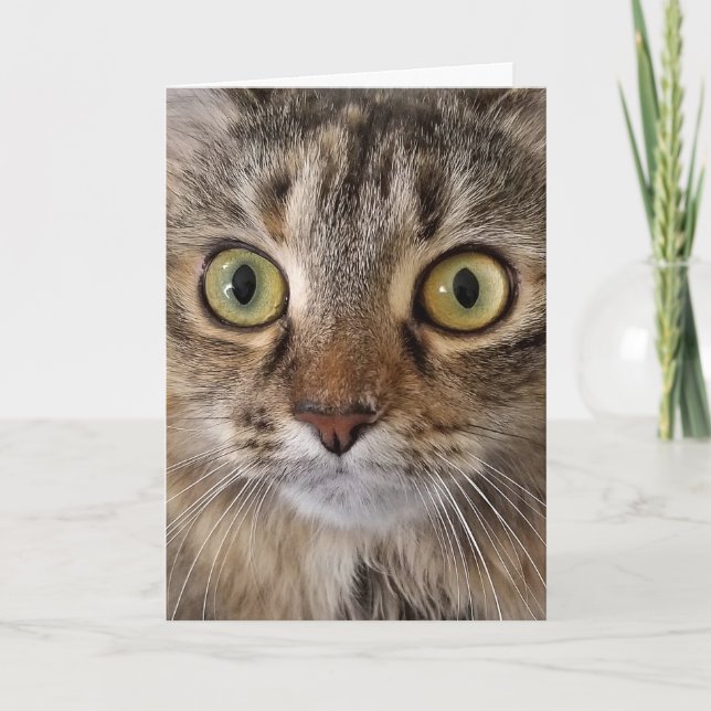 Tarjeta Humor de cumpleaños de Maine Coon Cat (Anverso)