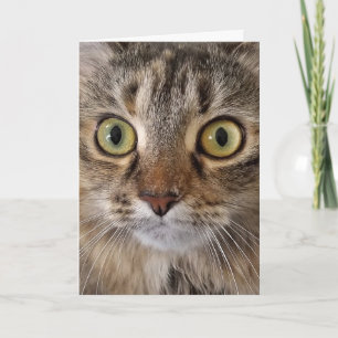 Tarjeta Humor de cumpleaños de Maine Coon Cat
