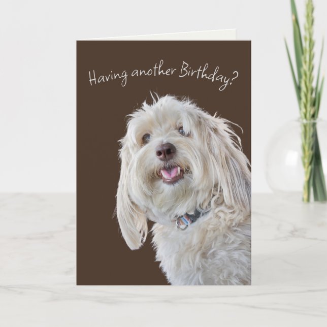Tarjeta Humor de cumpleaños de Shaggy Poodle (Anverso)