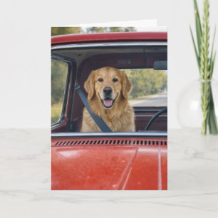 Tarjeta Humor de Cumpleaños Golden Retriever con Cinturón 