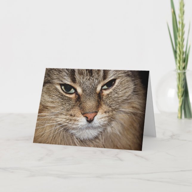 Tarjeta Humor de cumpleaños Maine Coon Face (Anverso)