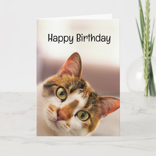 Tarjeta Humor de cumpleaños Mascota animal gatos gatitos (Anverso)