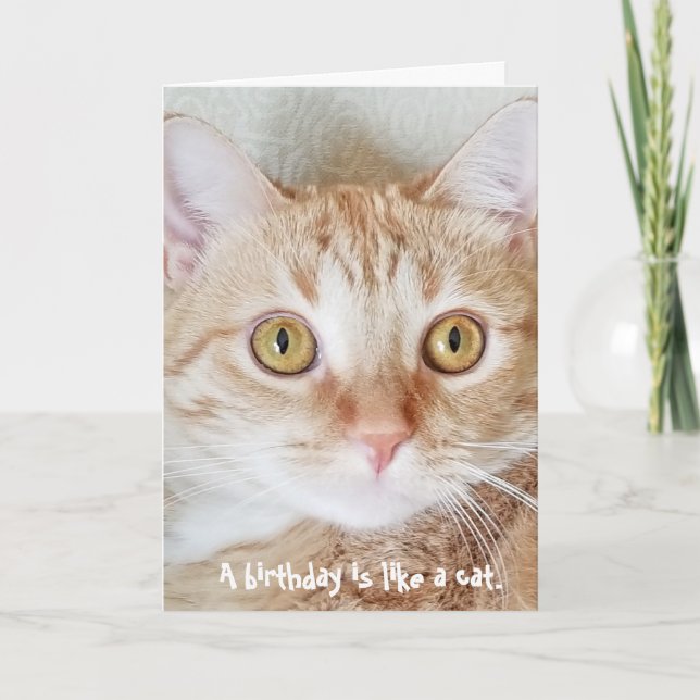 Tarjeta humor de gato tabby de cumpleaños (Anverso)