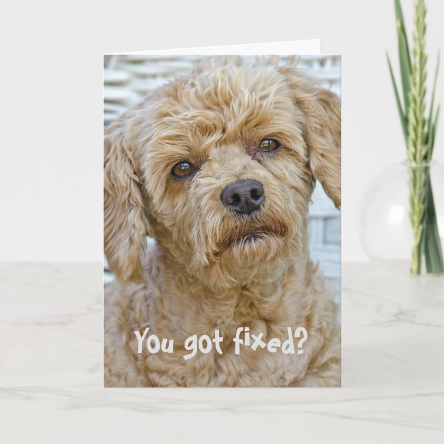 Tarjeta Humor de Vasectomía Canino (Anverso)