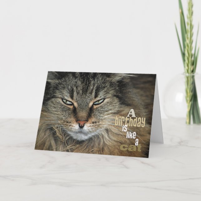 Tarjeta Humor del gato de Coon de Maine del cumpleaños (Anverso)