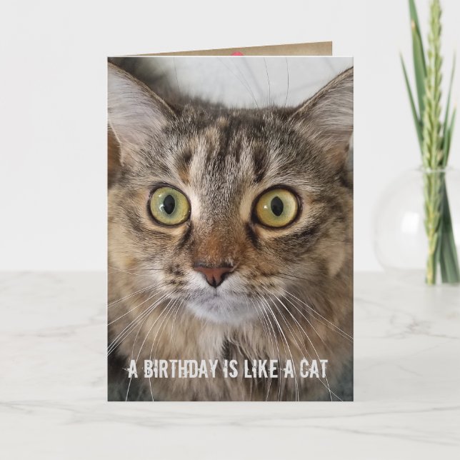 Tarjeta Humor del gato Tabby de cumpleaños (Anverso)