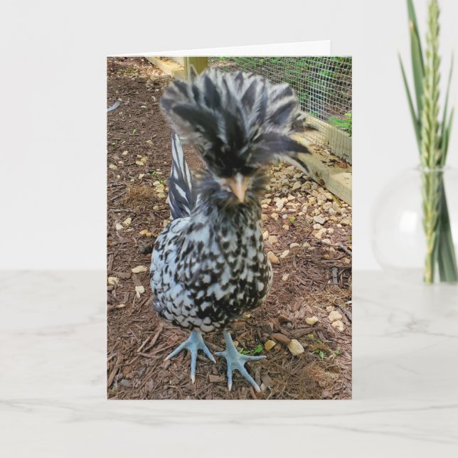 Tarjeta Humor gracioso de pollo, pollo favorito Hen polaco (Anverso)