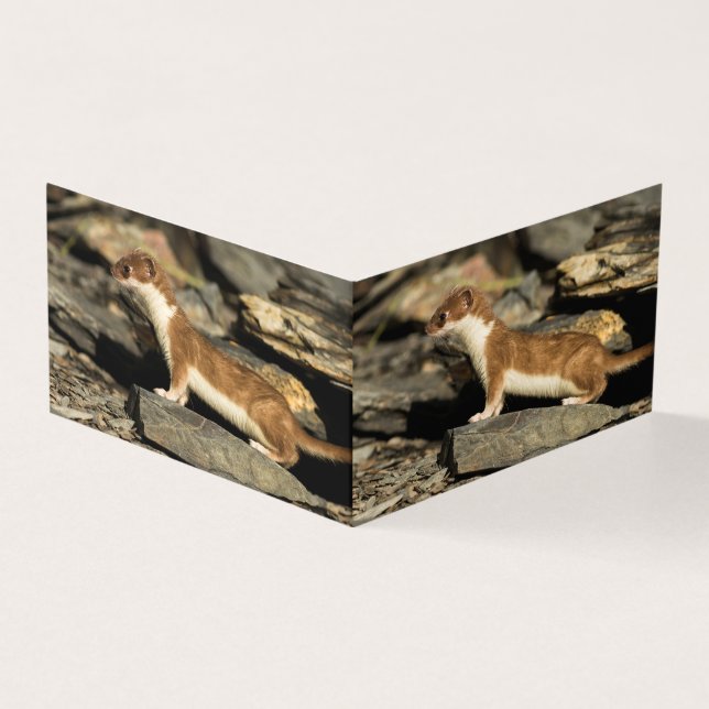 Tarjeta Hunting Weasel (Exterior)