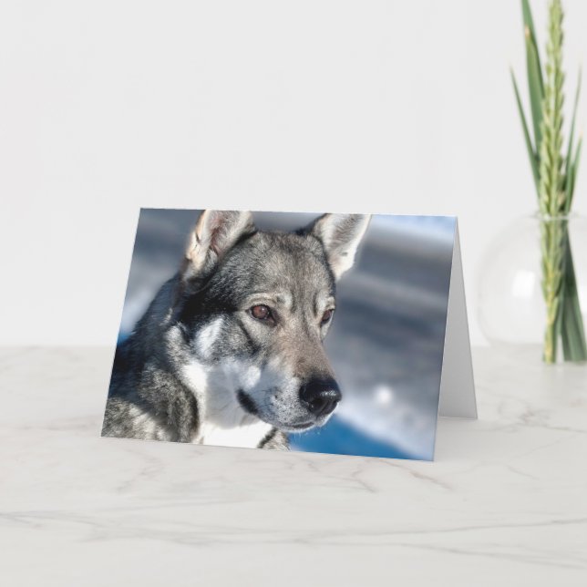 Tarjeta Husky de nota de nieve (Anverso)