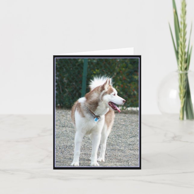 Tarjeta Husky Notecard siberiano (Anverso)