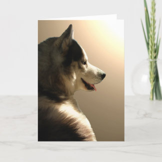 Tarjeta Husky Siberiana / Tarjeta Malamute Alaskan