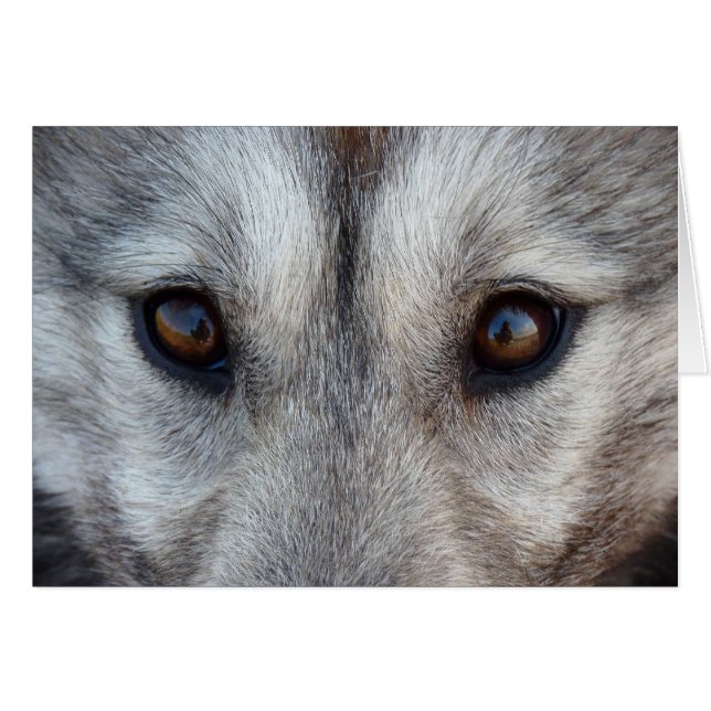 Tarjeta Husky Siberiana / Tarjeta Malamute Alaskan (Anverso (Horizontal))