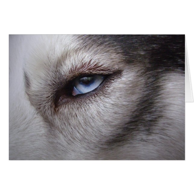 Tarjeta Husky Siberiana Tarjeta Malamute Alaskan (Anverso (Horizontal))