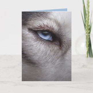 Tarjeta Husky Siberiana Tarjeta Malamute Alaskan