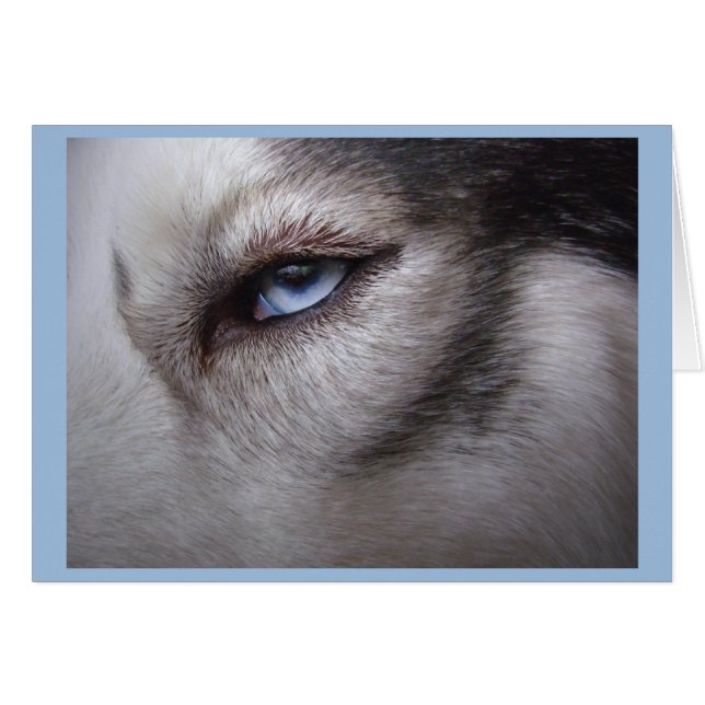 Tarjeta Husky Tarjeta Blank Sled Dog Husky Card (Anverso (Horizontal))