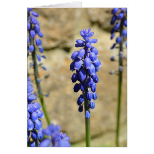 Tarjeta Hyacinin de uva Muscari