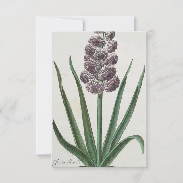 Tarjeta Hyacinth Flower (por Johann Michael Seligmann) (Anverso)
