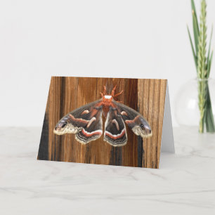 Tarjeta Hyalophora cecropia moth