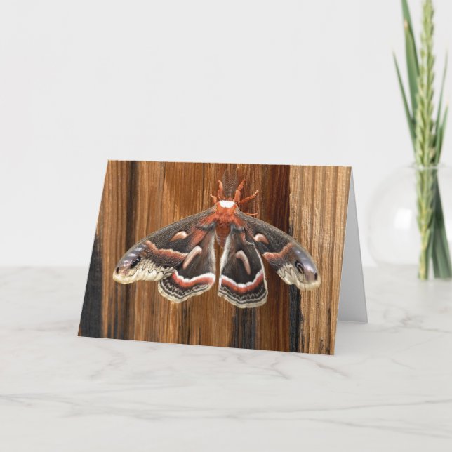Tarjeta Hyalophora cecropia moth (Anverso)
