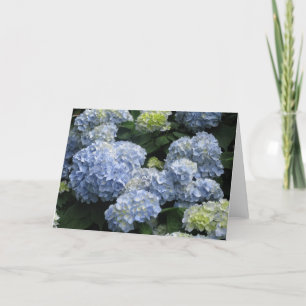 Tarjeta Hydragea azul en blanco