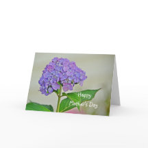 Hydrangea del Día de la Madre