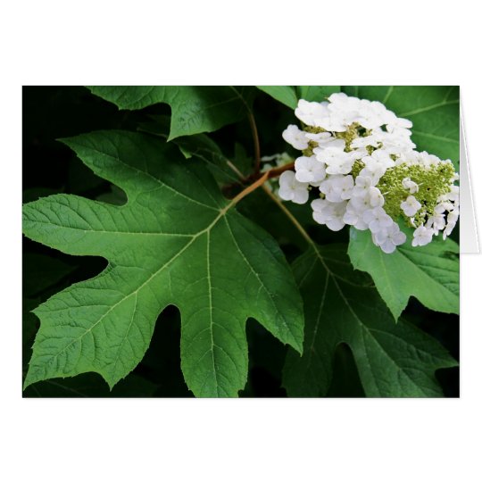 Tarjeta "hydrangea del oakleaf" por Larry Coressel