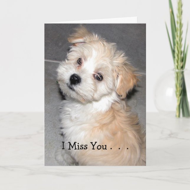 Tarjeta I Srta. You. - Perrito de Havanese (Anverso)
