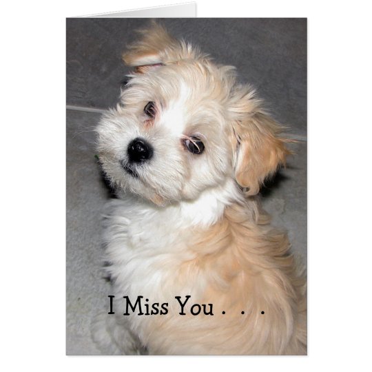 Tarjeta I Srta. You. - Perrito de Havanese