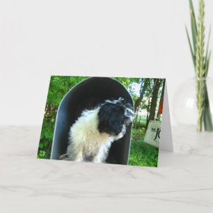 Tarjeta I Srta. You Puppy en buzón