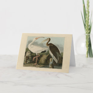 Tarjeta Ibis Blanco - Los pájaros de Estados Unidos de Joh