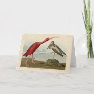 Tarjeta Ibis escarlata - de los pájaros de los Estados Uni