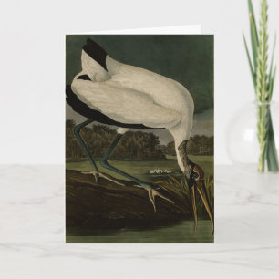 Tarjeta Ibis, Stork: Aves Audubon de América