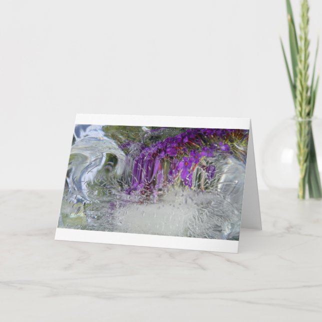 Tarjeta Iced Black Knight Butterfly Bush, (Anverso)