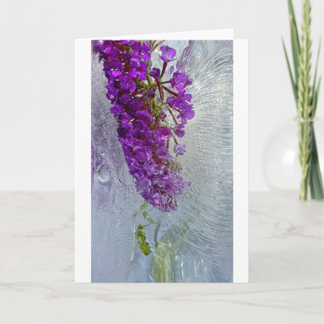 Tarjeta Iced Black Knight Butterfly Bush, (Anverso)