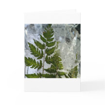 Iced Ferns,