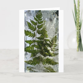 Tarjeta Iced Ferns,