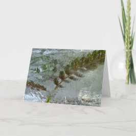 Tarjeta Iced Ferns,
