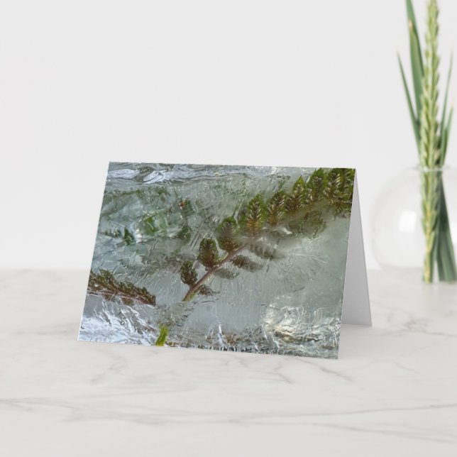 Tarjeta Iced Ferns, (Anverso)