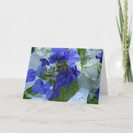 Tarjeta Iced Phlox,