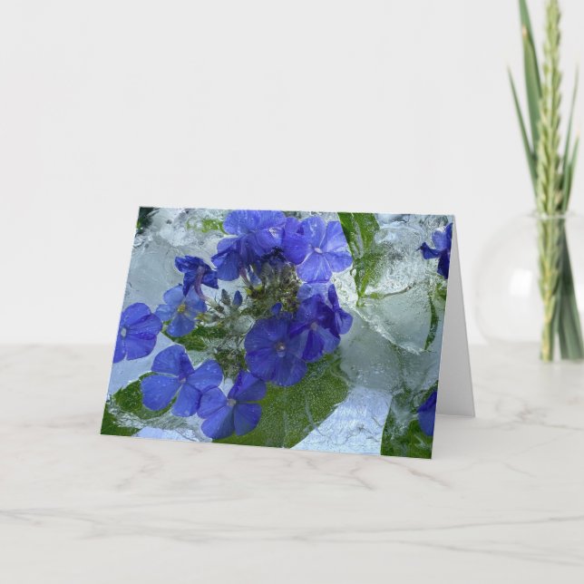 Tarjeta Iced Phlox, (Anverso)