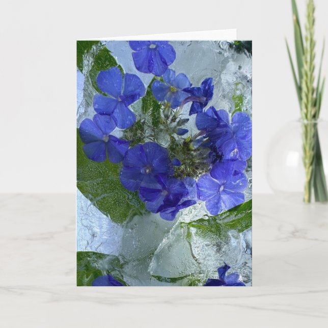 Tarjeta Iced Phlox, (Anverso)
